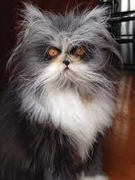 Maybe you would like to learn more about one of these? Werewolf Cat Long Hair Off 78 Www Usushimd Com