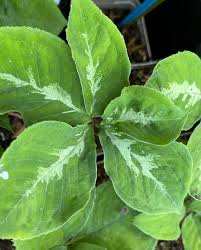 Image result for Arisaema mildbraedii