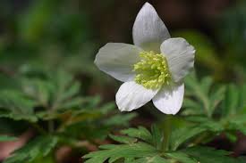 Image result for Aneilema nicholsonii