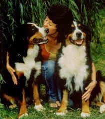 Bernese mountain dogs require frequent human companionship. Branbern Bernese About Us
