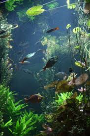 Img 5164 Peixes