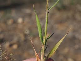 Image result for Pentameris