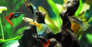 Makanan ikan guppy agar cepat besar. 7 Cara Budidaya Ikan Guppy Menguntungkan Hello Magetan