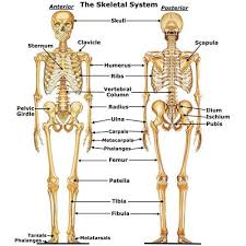 Pin De Karen Leight En Skeletal Anatomia Del Esqueleto Sistema Esqueletico Anatomia Humana Huesos