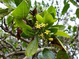 Image result for Psychotria capensis