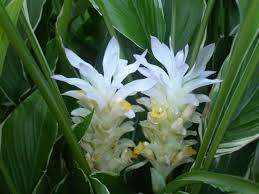 We did not find results for: Curcuma Petiolata Var Emperor Aloha Tropicals