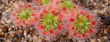 Image result for Drosera burkeana