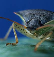 Image result for Canthium bugoyense