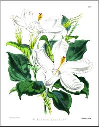 Image result for Disperis sp. nov. aff. macowanii