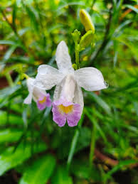Image result for Thunbergia graminifolia