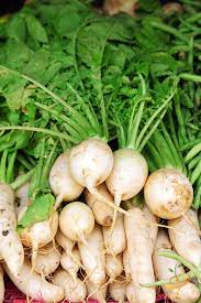 Radish Hailstone White