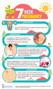 Pin On Pregnancy Week By Week