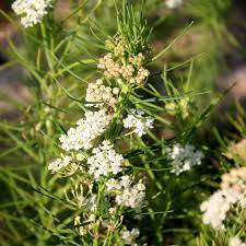 Image result for Asclepias cucullata