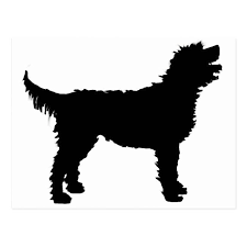 Labradoodle Dog In Black Postcard Zazzle Com In 2021 Labradoodle Dogs Labradoodle Labradoodle Wool