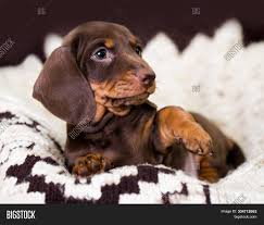 Dachshunds have a wide color variety. Dachshund Dogs Brown Image Photo Free Trial Bigstock