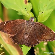 Image result for Kotschya capitulifera