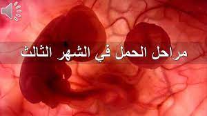 مراحل الحمل في الشهر الثالث youtube