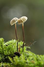 mushrooms 7 by cassilda dias on 500px stuffed mushrooms green spring cottage in the woods pinterest