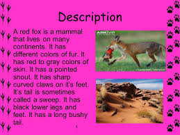 Red Fox By: Maggie Perez A red fox is a unique animal that lives ...