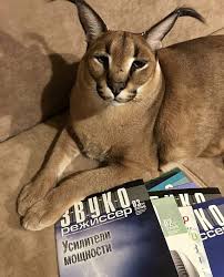 62,362 likes · 24 talking about this. Pin By Reeya On Yuh Caracal Cat Cat Memes Caracal