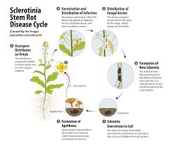 Sclerotinia Stem Rot Canola Encyclopedia