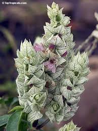 Image result for Justicia striata