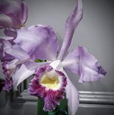 Cattleya Jackie Stidman Cattleya Orchids Flower Photos