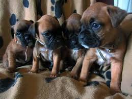 Maybe you would like to learn more about one of these? Pure Breed Boxer Puppy Dogs For Adoption In Drogheda Louth From Srfarrell
