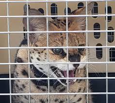 Here's our guide to 37 animals beginniing with n including pictures, facts, and video! Take Action To Protect Serval Cats Bc Spca