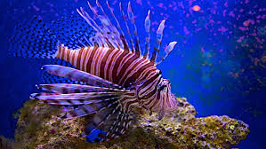 The trusted travel site for the latest reviews & lowest prices. The Best Rv Parks In The Florida Keys A Complete Guide Rvblogger