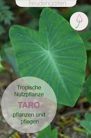 We did not find results for: Taro Pflanzen Pflegen Ernten Plant Leaves Plants Leaves