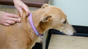 A microchip is a permanent method of electronic identification. Chip Your Pet Month A Dog Parent S Guide To Microchips Dogtime