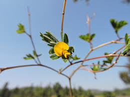 Image result for Smithia