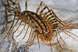 Des Centipedes Envahissent Votre Habitation Agissez