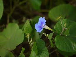 Image result for Ipomoea parasitica