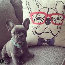 Who Dis Bulldogs English Bulldog Frenchies Puppies Pets Dogs Animals English Bulldog Puppies Bulldog Puppies Frenchie Puppy