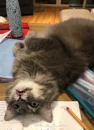Maybe you would like to learn more about one of these? Jo Boaler On Twitter Helping My Daughter With Antiquated Algebra 2 Content And The Synthetic Division Killed My Cat Chaoskeeper11 Agrees We Need To Change Algebra 2 Https T Co 1mahpd4tn5