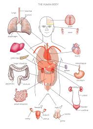 These include mobility, stability, posture, circulation, digestion, and more. Diagram Physics Body Diagrams Labels Full Version Hd Quality Diagrams Labels Soadiagram Domenicanipistoia It