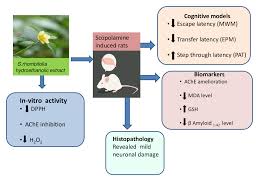 Image result for Kotschya uguenensis