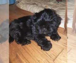 We do not breed our females until they are. View Ad Shih Tzu Puppy For Sale Near Michigan Holly Usa Adn 127675