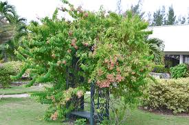 Image result for Combretum indicum