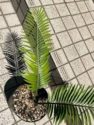 Image result for Encephalartos umbeluziensis