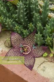 Image result for Orbea variegata