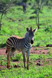 Scientists still have much to learn about these beautiful, critically endangered, solitary cats. Zebra Africa Animal Stripes Wild Nature Animal Themes Animal Wildlife Animals In The Wild Mammal Pxfuel