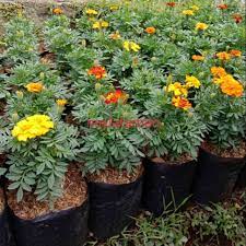 Check spelling or type a new query. Pohon Bunga Marigold Tanaman Hias Bunga Marigold Shopee Indonesia