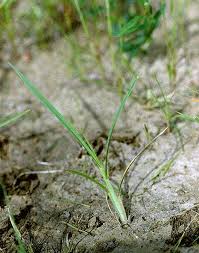 Image result for Aristida hordeacea