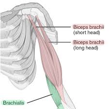The tendons that connect the biceps muscle to the shoulder joint in two places are called the proximal biceps tendons. 9 Muscles Of The Upper Arm Simplemed Learning Medicine Simplified
