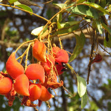 Image result for Cnestis