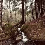 Exploring The History of a Local Forest with Jeff