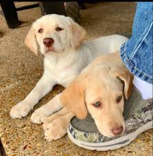 We would like to show you a description here but the site won't allow us. 25 Golden Retrievers That Need A Home Now The Animal Rescue Site News